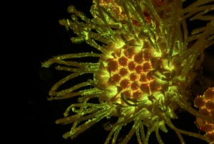 顯微鏡下的香薊屬，熒光（c）Charles Mazel