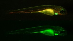 通过长通（顶部）和带通滤光片拍摄的转基因荧光斑马鱼