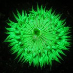 Starburst anemone (Anthopleura sola)     (c) Chris Grossman, diver.net