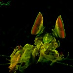 Fluorescing mantis shrimp, Dumaguete, Philippines (c) AlexTyrrell