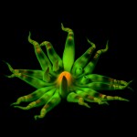 Fluorescing anemone, Dumaguete, Philippines (c) Tim Neumann